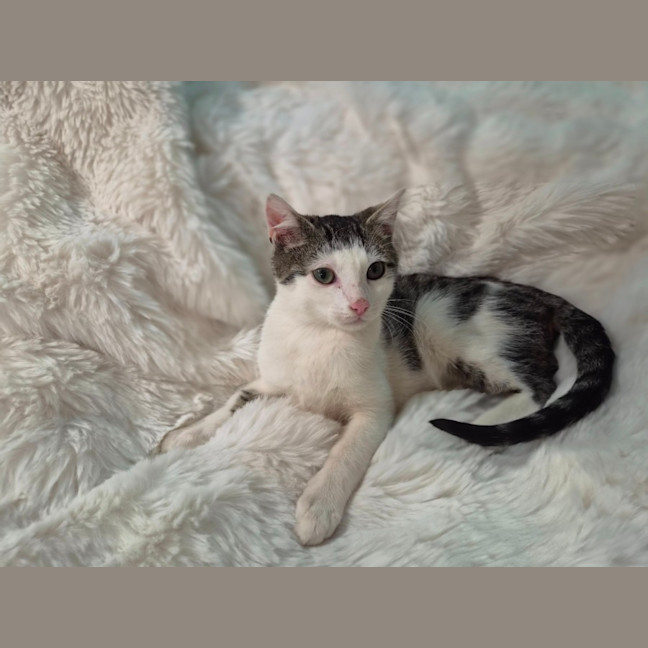 Photo of Kobi