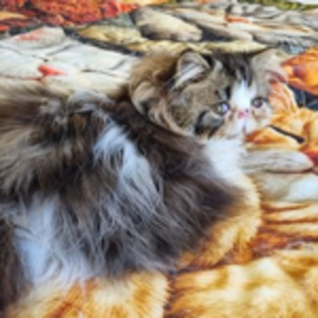 Photo of Malo