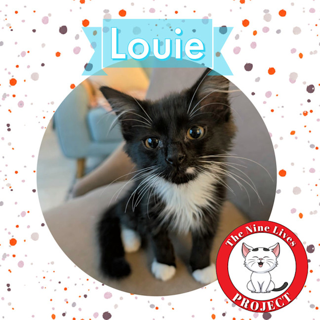 Photo of Louie *9 Lives Project Rescue*