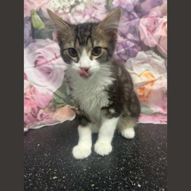 Photo of Kevin   Located In Kew