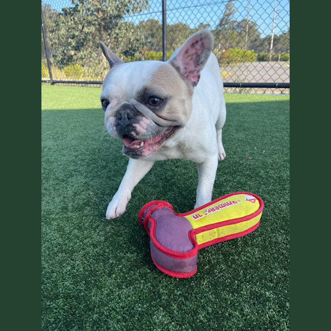 Photo of Coco Imp 1863