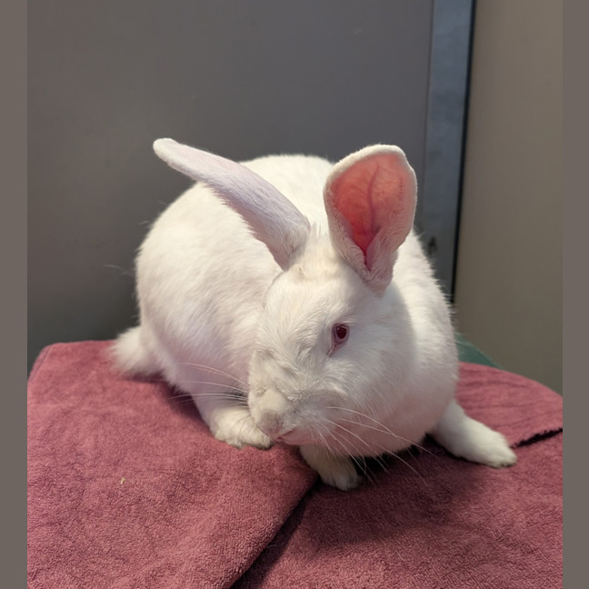 Photo of Waffle