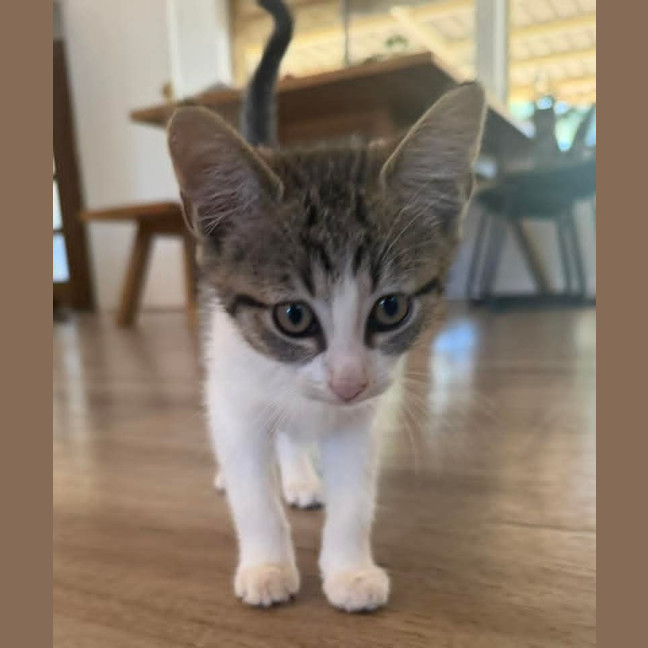 Photo of Chip