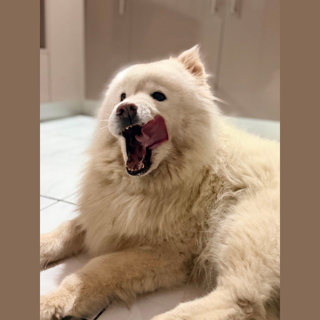 Photo of Luna