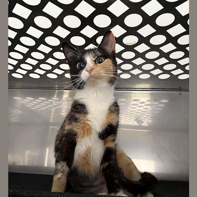Photo of Primrose