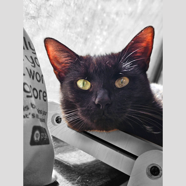 Photo of Raven