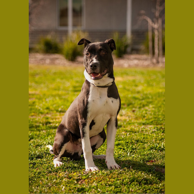 Photo of Toby