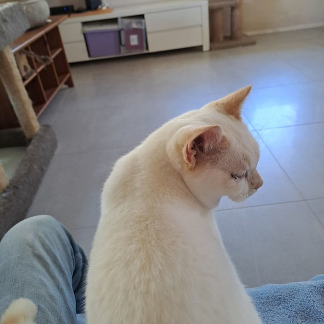 Photo of Strudel