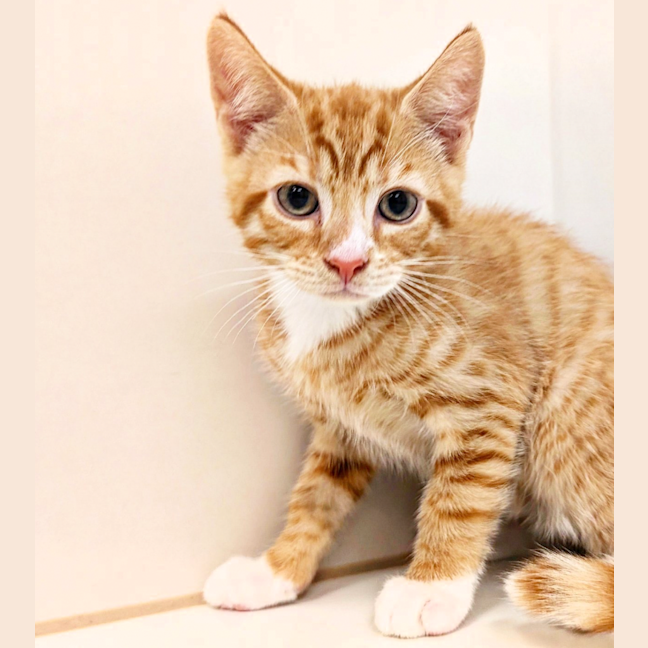 Photo of Bartholomeow