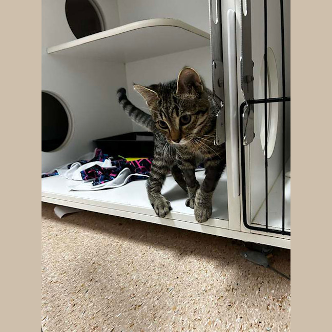 Photo of Tucker