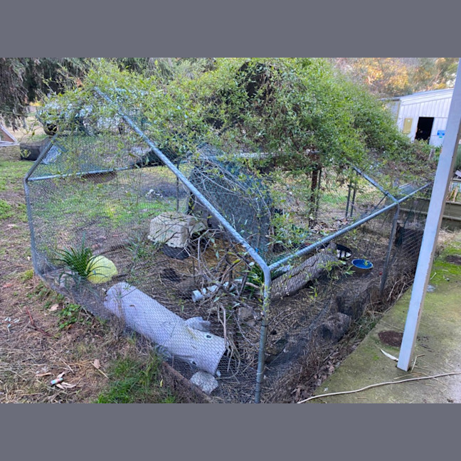 Photo of Bailey, Landon And Wooly 