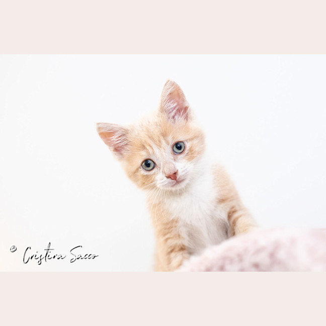 Photo of Butterscotch