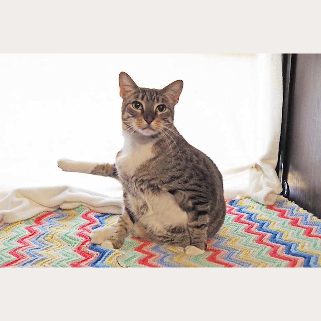 Photo of Pepper