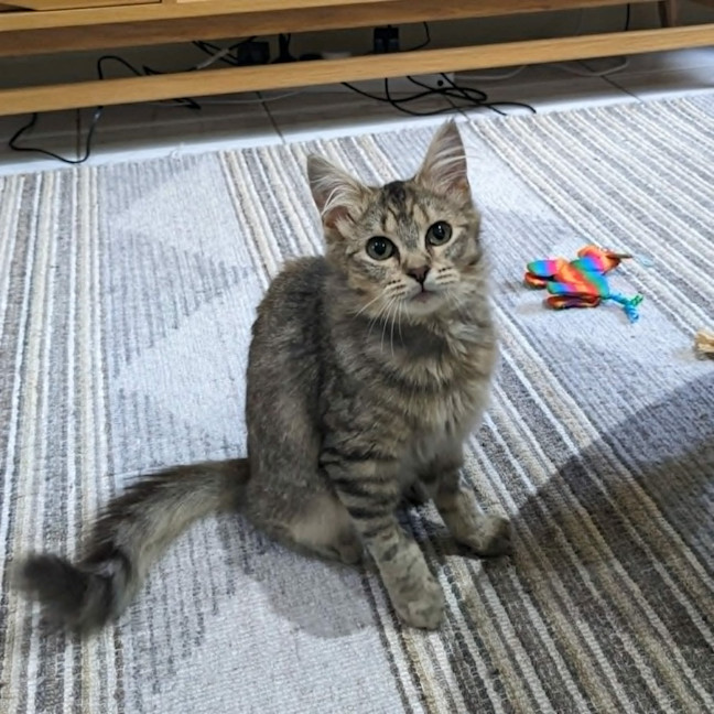 Photo of Tulip   In Foster Care In Coburg