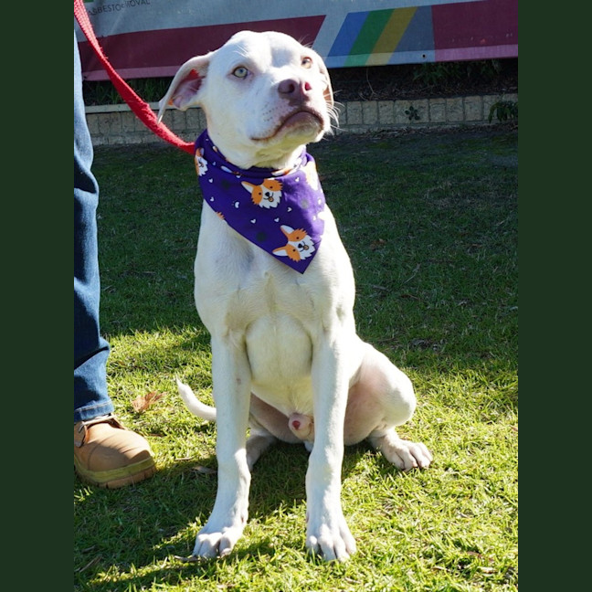Photo of Bugsy