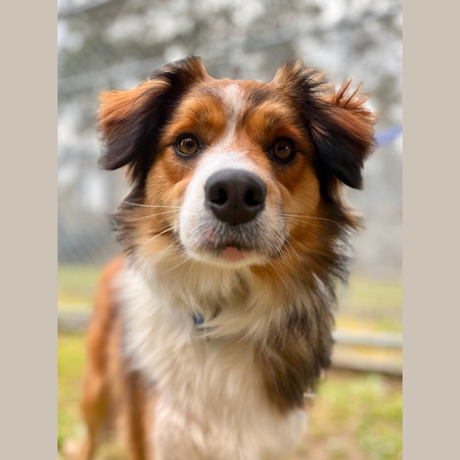 Photo of Stella