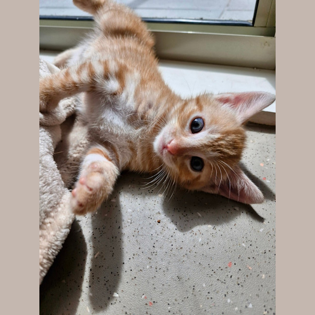 Photo of C1393  Jack