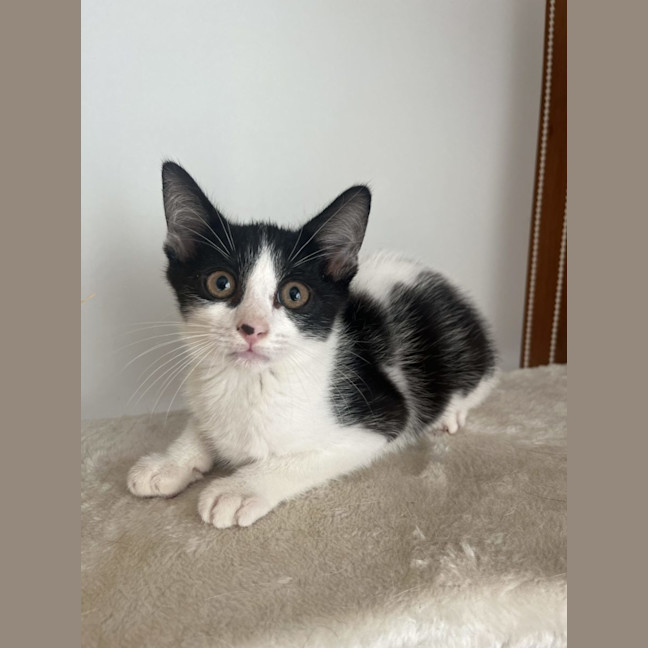 Photo of Macchiato   Now At Pet Quarters Glendale