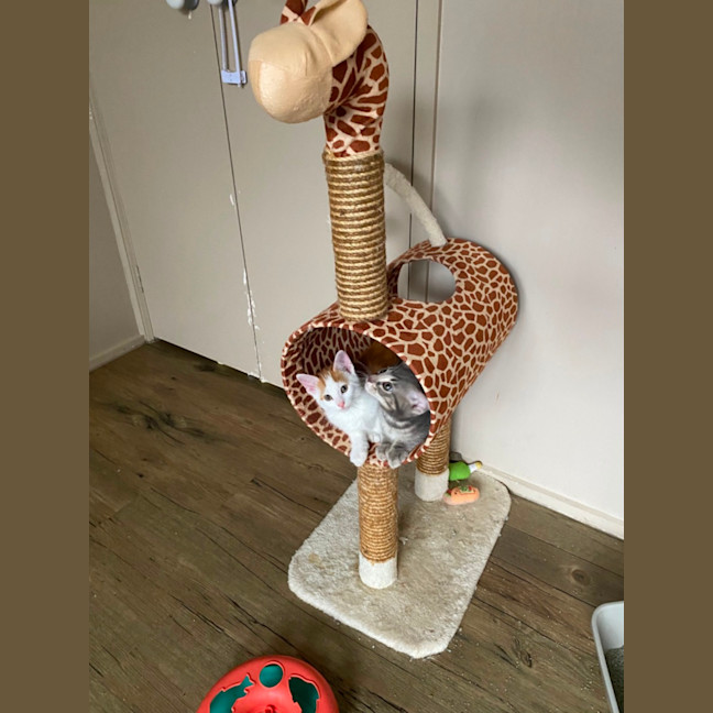 Photo of Earl Grey Meet Me At Pet Stock Carrum Downs