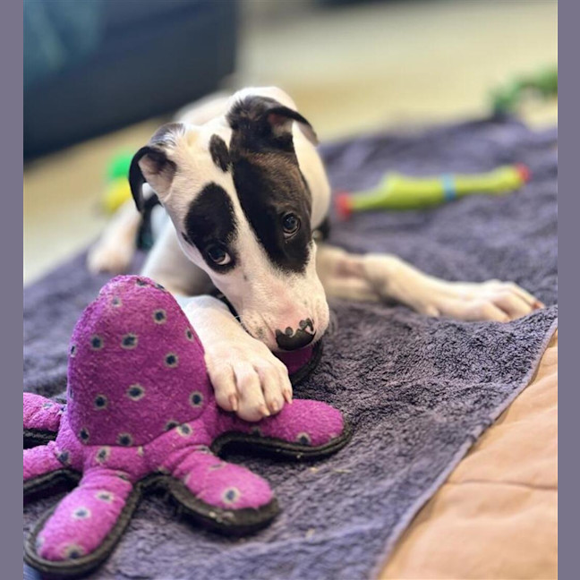Photo of Louie