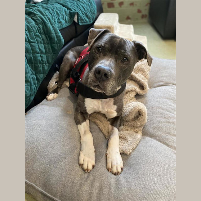 Photo of Chief