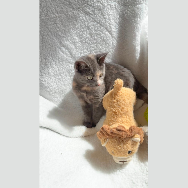 Photo of Dahlia