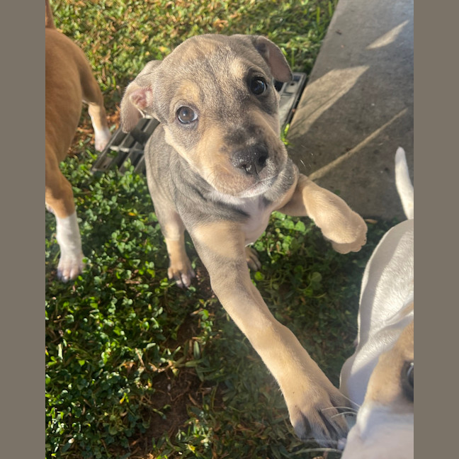 Photo of Luna