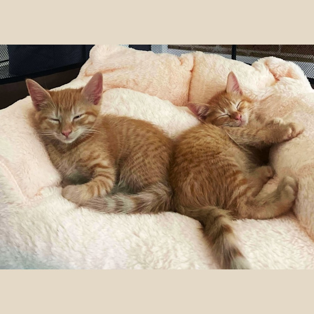 Photo of 🔶 Pumpkin 🔶