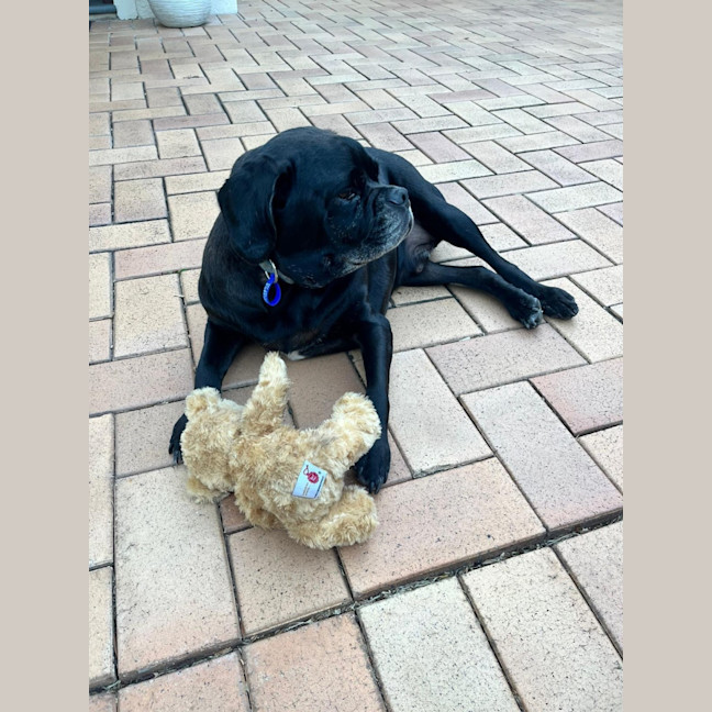 Photo of Paco   4 Year Old Puggle 