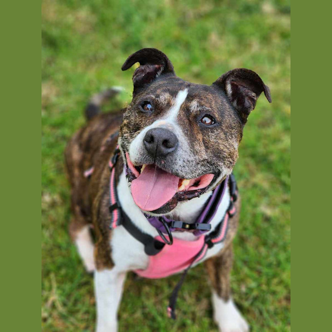 Photo of 🌷 Bonnie 5211 🌷