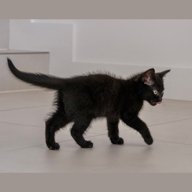 Photo of Midnight