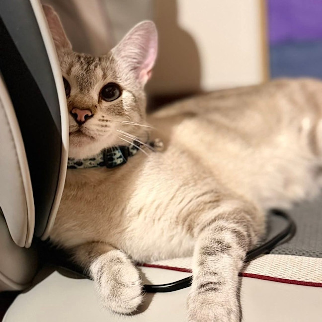 Photo of Sassy