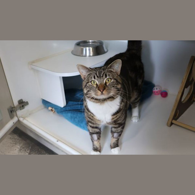 Photo of Banjo