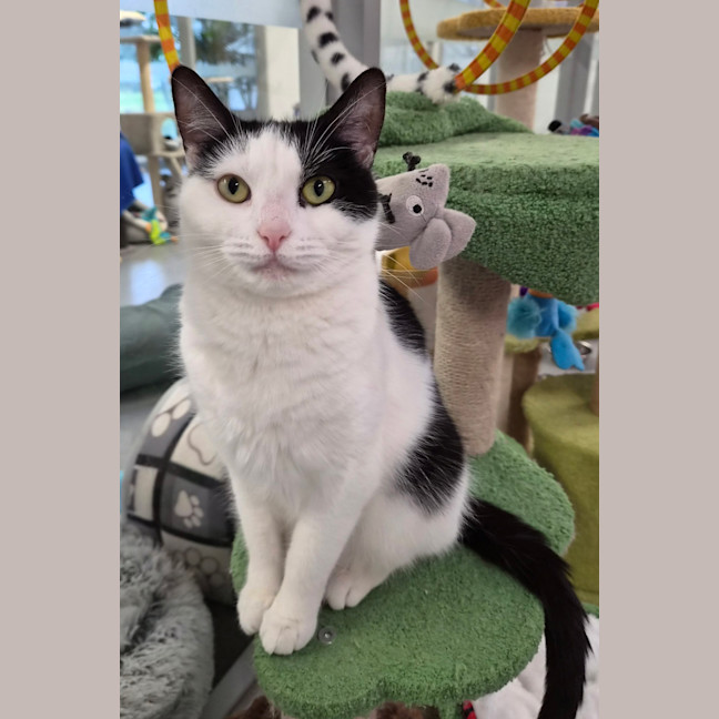 Photo of Posie 