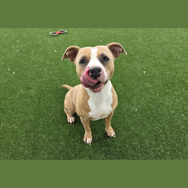 Photo of Grace Imp 244