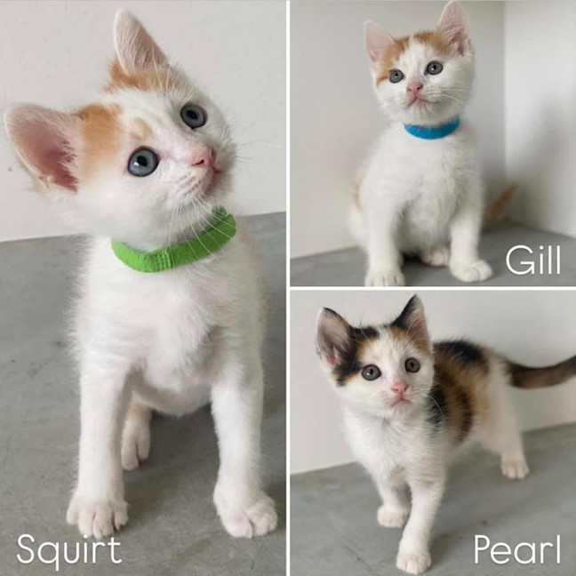 Photo of 11197/11198/11200   Gill, Squirt & Pearl