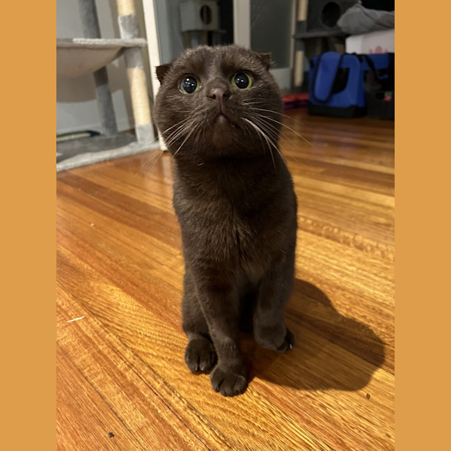 Photo of Yoshi