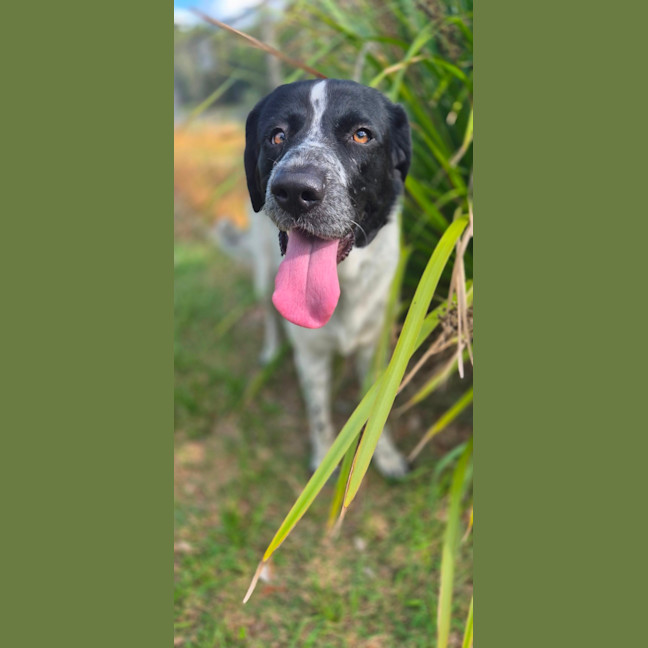 Photo of Lady Primrose (8981)