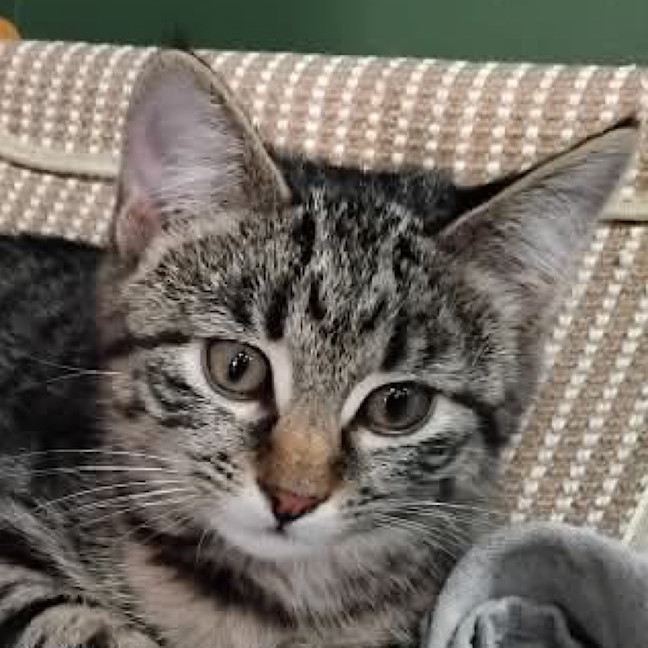 Photo of Sweetie