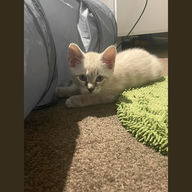 Photo of Luna