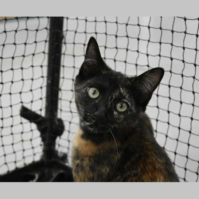 Photo of Inez