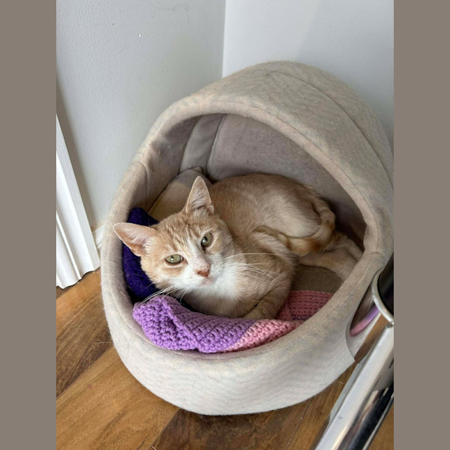 Photo of Raphael *9 Lives Project Rescue*