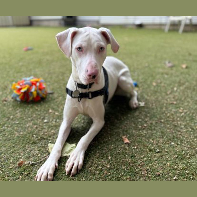 Photo of Casper
