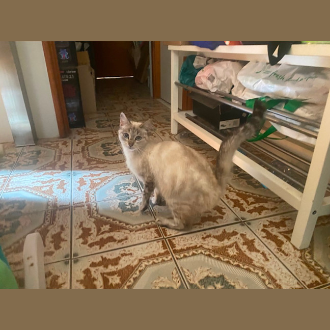 Photo of Puss Puss