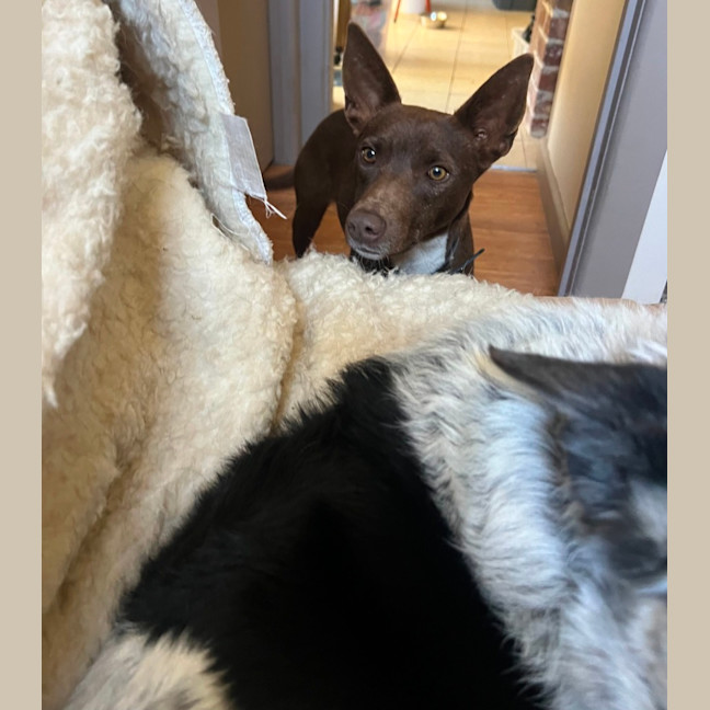 Photo of Cinnamon