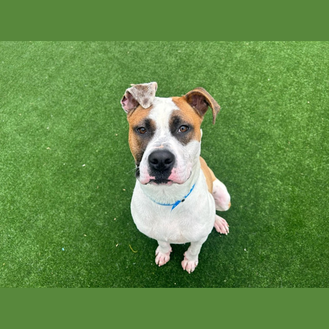 Photo of Humphrey Imp 1865