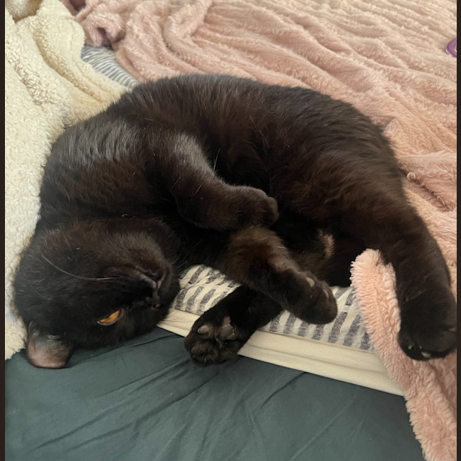 Photo of Shrimply Pibbles