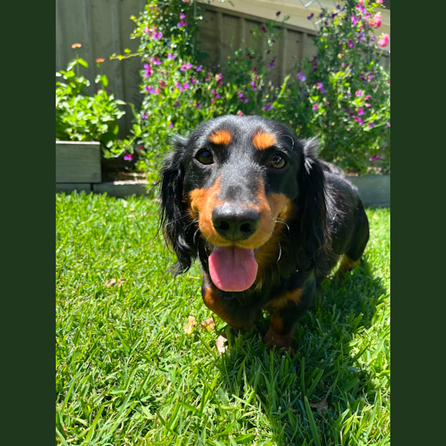 Photo of Bean   1 Year Old Dachshund X