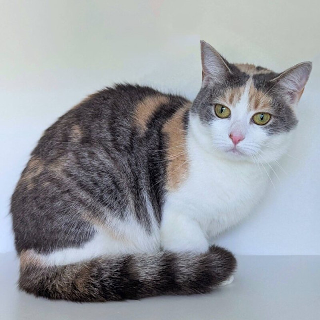 Photo of Cinnamon