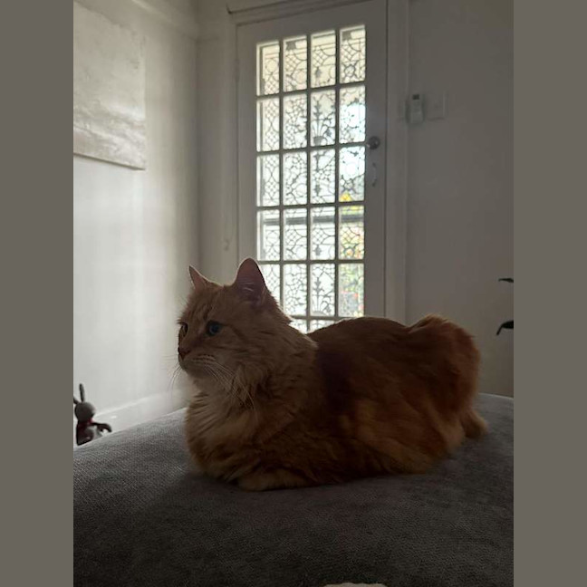 Photo of Harley